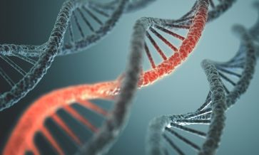 Der menschliche Code: DNA-Doppelhelix. Bild: Shutterstock / ktsdesign