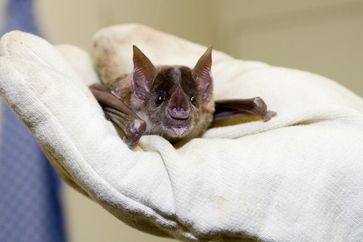 Die Kleine Lanzennase (Phyllostomus discolor) passt ihre Echoortungslaute an Umbebungslärm an
Quelle: Pietro d' Amelio (idw)