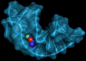 Passgenau umschließt der Aptamer das Zielmolekül
Quelle: Fdardel (Wikimedia Commons) Creative Commons Attribution-Share Alike 3.0 Unported (idw)