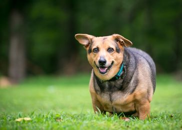 Angepasste Bewegung, z.B. kurze, dafür häufigere Spaziergänge, und eine ausgewogene Diät helfen dem Hund, überflüssige Pfunde loszuwerden.