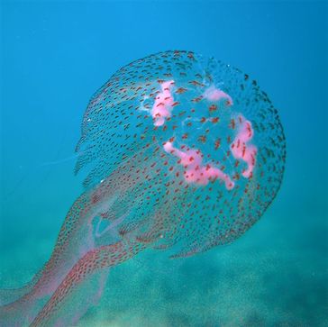 Die Leuchtqualle (Pelagia noctiluca), auch Feuerqualle genannt, ist eine Schirmqualle aus der Familie der Pelagiidae und gehört zu den wenigen europäischen Quallen, deren Nesselkapseln die menschliche Haut durchdringen können.