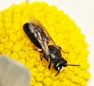 Männchen der Maskenbiene Hylaeus signatus