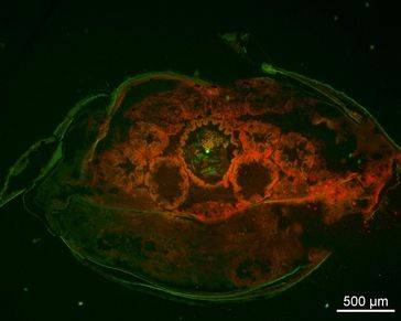 Fluoreszenzmikroskopische Aufnahme Querschnitt der Verdauungsorgane von I. emarginata. Der Darm (Mitte) enthält ein leuchtendes Mikroplastik-Partikel. Quelle: Foto: Alfred-Wegener-Institut / Julia Hämer. (idw)