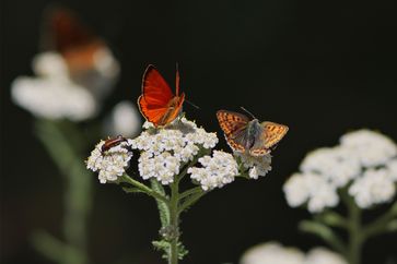 Dukaten-Feuerfalter (Lycaena virgaureae) und Brauner Feuerfalter (Lycaena tityrus)
Quelle: © Petra Druschky, Wandlitz (idw)