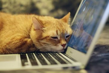 Katze schläft auf Laptop