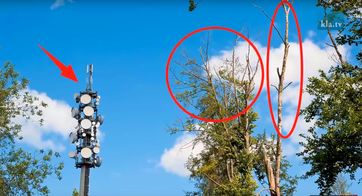 Bereits vor Einführung von 5G sterben unsere Bäume an Mobilfunkstrahlung (Symbolbild)