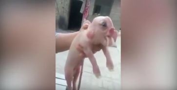 Bild: Screenshot Youtube Video "Mutant pig with human face and PENIS on forehead' caught on camera in China Mirror Online"
