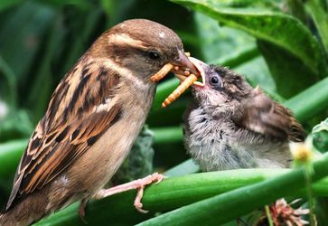 Weiblicher Haussperling (Passer domesticus) füttert Jungvogel mit Käferlarven, Shrewsbury, UK.
Quelle: Foto: Maurice Baker (idw)