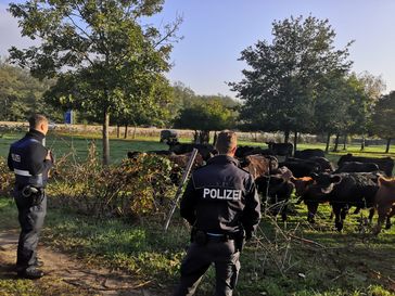 Kühe im Gehege neben der Autobahn. Bild: Polizei