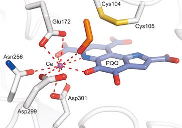 Die Methanol-Dehydrogenase des Bakteriums Methylacidiphilum fumariolicum nutzt das Seltene Erden Met
Quelle: MPI f. medizinische Forschung/Barends (idw)