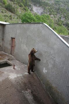 Im Kormisosh-Auswilderungs-gehege in Bulgarien werden auch heute noch Bären gehalten.
Quelle: © Aleksandar Dutsov, Balkani Wildlife Society. (idw)