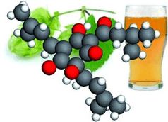 Forschern gelang jetzt die Strukturaufklärung der Hopfenbitterstoffe im Bier.
Quelle: (c) Wiley-VCH (idw)
