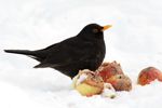 Amsel Bild: Frank Derer; 