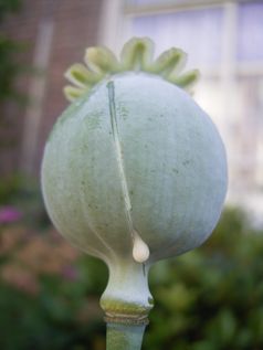 Durch Anritzen unreifer Samenkapseln gewonnener Milchsaft von Papaver somniferum liefert beim Trocknen Opium.