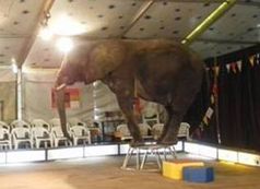 Artwidrig: Elefant von Sonni Frankello muss Zirkustricks vorführen. Bild:  Archiv EEG