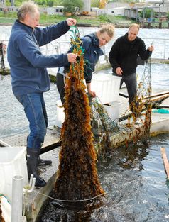 Mit der Ernte der Braunalgen werden dem Gewässer die Nährstoffe entzogen, die in zu hoher Konzentration dazu führen, dass das ökologische Gleichgewicht gestört wird. Bild: Thomas Kujawski