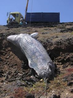 Foto: (c) Manolo Carillo, Canarias Conservación