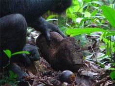 Ein typischer von den Schimpansen im Tai-Wald verwendeter Steinhammer mit starken Abnutzungserscheinungen. Bild: Max-Planck-Institut für evolutionäre Anthropologie
