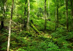 Dickicht des Waldes enthält Ressourcen für Biosprit.