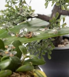 Künstliche Insekten der EPFL auf einem natürlichem Parcours.