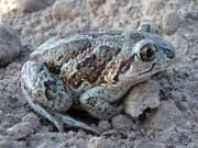 Auch Knoblauchkröten profitieren, wenn landwirtschaftliche Methoden mit dem Naturschutz in Einklang gebracht werden. Die Ergebnisse des ZALF-Projektes zeigen, welche Strategien und Maßnahmen dafür in Frage kommen. Berücksichtigt werden dabei auch die wirtschaftlichen Belange. Foto: Zalf