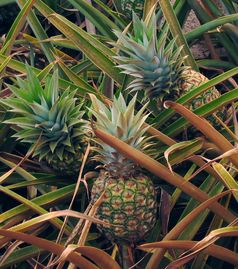 Ananas (Ananas comosus), Ananaspflanze mit reifem Fruchtstand