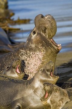 Nördlichen See-Elefanten (Mirounga angustirostis) Bild: Mike Baird from Morro Bay, USA