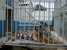 Ein trostloses Leben: Tiger in Gefangenschaft. Bild: PETA