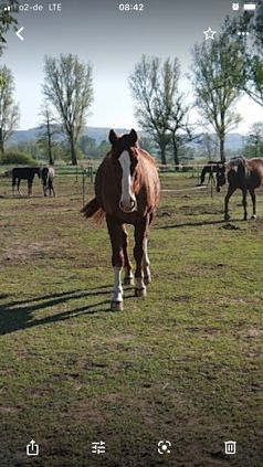 "Petit Ami Roux" Bild: Polizei