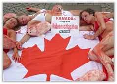 PETA-Aktion gegen das Robbenschlachten. 400.000 Robben wurden 2012 von der kanadischen Regierung zur Tötung freigegeben. Bild: PETA