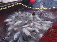 Um Großfische wie den Thunfisch steht es besonders schlimm: bereits 90% seiner Bestände sind aus den Meeren verschwunden. Foto: ZDF und Ampersand