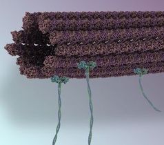 Mikrotubuli: dienen in der Nano-Montagelinie als Transporter. Bild: S. Hertig