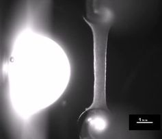 Standbild aus einem Video mit dem schlagenden Labor-Herzmuskel.