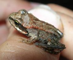 Waldfrosch: Friert ein und lebt später weiter.