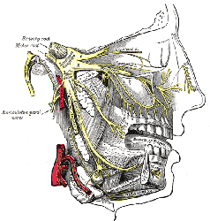 Anatomische Darstellung des Ganglion trigeminale (Ganglion semilunare) und der drei Äste des Nervus trigeminus.