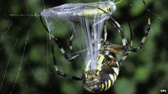 Spinne: für die Wissenschaftler Vorbild bei der Organherstellung. Bild: SPL