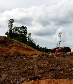Nur noch die Hälfte der Insel Borneo sind von Wald bedeckt. Bild: Samsul Komar / WWF-Indonesia