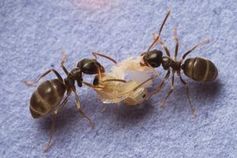 Ameisen mit Puppe: Nach Infektion folgt Mord. Bild: Christopher Pull, ist.ac.at