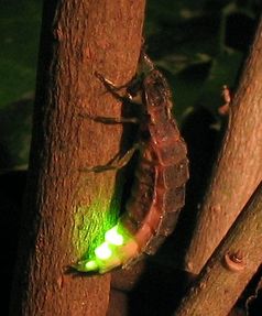 Weibchen des Großen Leuchtkäfers (Lampyris noctiluca)