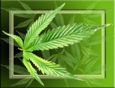 Cannabis ist eine vielseitige Pflanze. Bild: pixelio.de/Kokopelli