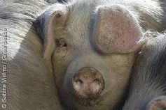 Buntes Bentheimer Schwein. Bild: Sabine Vielmo / Greenpeace