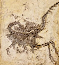 Compsognathus longipes aus den Plattenkalken der berühmten Fossil-Lagerstätte Solnhofen. Hals und Schwanz sind stark über das Rückgrat hinweg gekrümmt
Quelle: © G. Janßen, O. Rauhut, Bayerische Staatssammlung für Paläontologie und Geologie (idw)