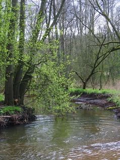 Naturwald mit Bach (Symbolbild)