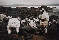Reinigung der Küste in Galicien durch Freiwillige nach Ölpest
