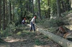 Die naturnahe Waldbewirtschaftung orientiert sich an den natürlichen Abläufen im Waldökosystem. Bei der Holzernte werden gezielt Bäume aus dem Bestand entnommen, die zuvor vom Förster oder Waldbesitzer gekennzeichnet wurden.