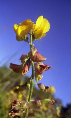Die zur Gattung der Schmetterlingsblütler gehörende Crotalaria kommt hauptsächlich im tropischen und subtropischen Bereich vor. Quelle: Dietrich Ober (idw)