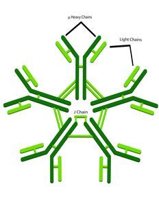 Immunoglobulin M: Antikörper verklumpt Virus.