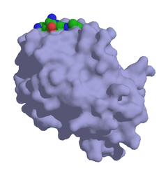 Oberflächenmodell von PSA mit Substratfragment nach PDB 2ZCK