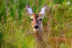 Reh Bildquelle: Deutsche Wildtier Stiftung