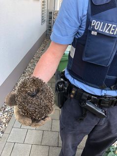 Igel befreit Bild:  Polizeidirektion Landau (ots)